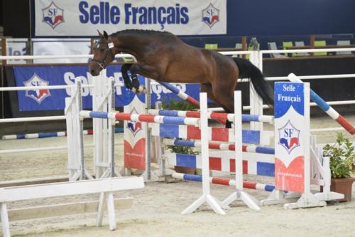Concours étalons Saint Lô